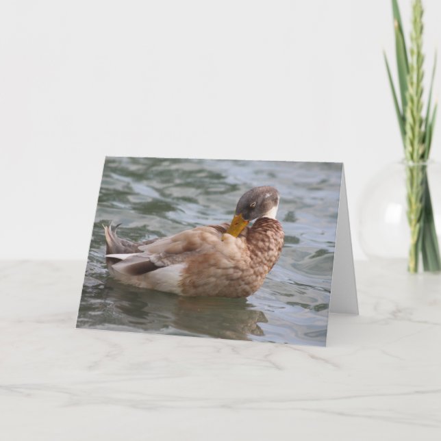 Duck Greeting Card Karte (Vorderseite)