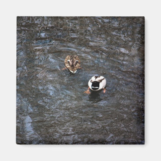 DUCK HINTERNS MAGNET