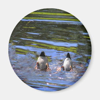 Duck Hinterns Magnet