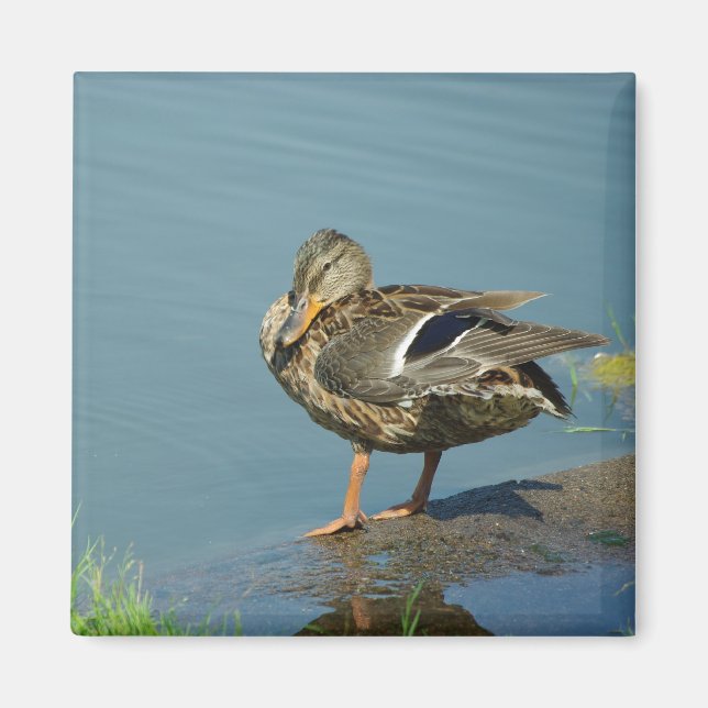 Duck Magnet (Vorne)