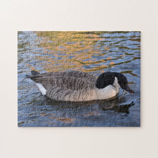 Duck on the Water Regent's Park London UK (Horizontal)