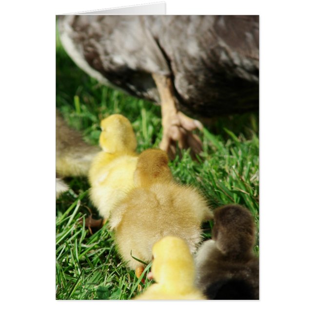 Duck Parade (Vorne)