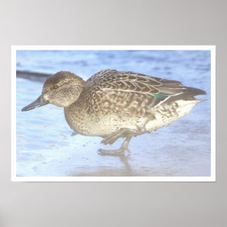 Duck Photo Poster