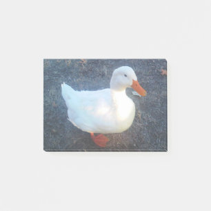 Duck Post-it Klebezettel