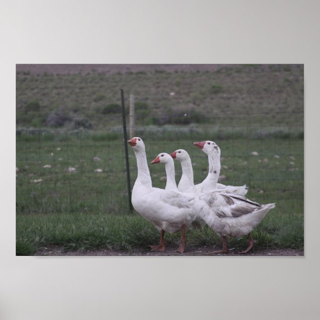 Duck Poster (Vorne)