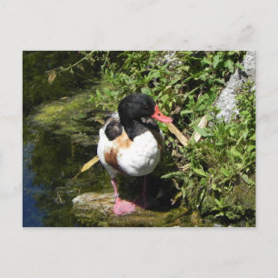 Duck Postkarte