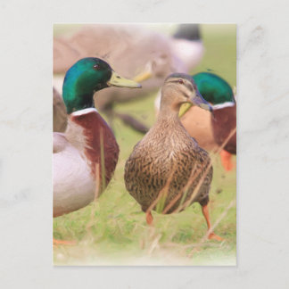 Duck Postkarte
