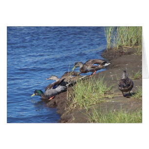 Duck Procession