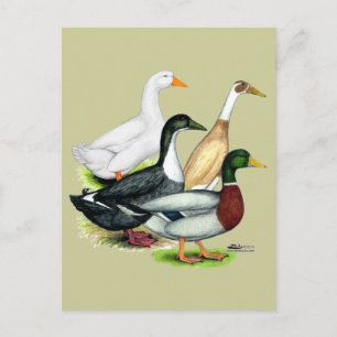 Duck Quartet Postkarte
