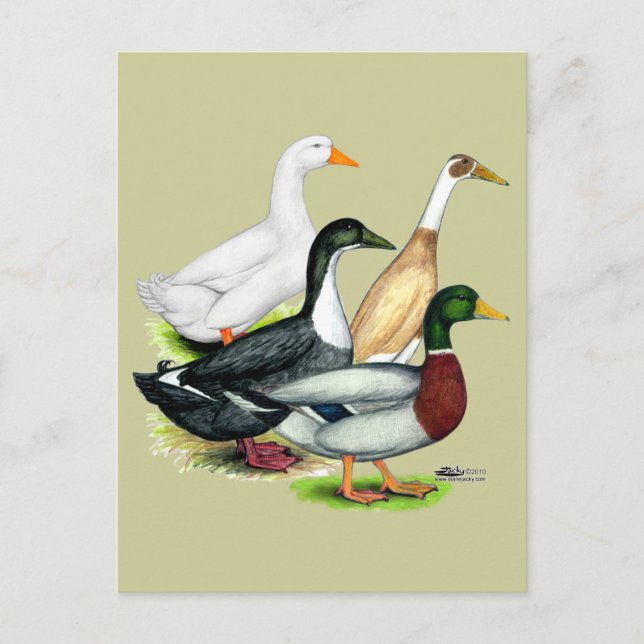 Duck Quartet Postkarte (Vorderseite)