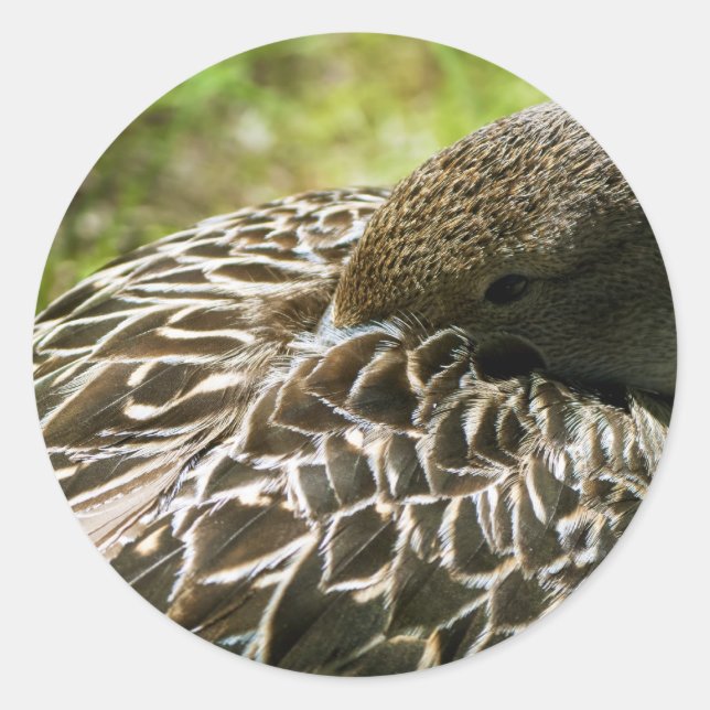 Duck Runder Aufkleber (Vorderseite)
