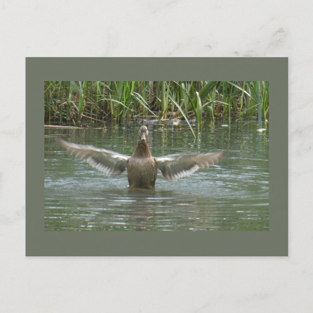Duck Spreading Wings DIY Postkarte (Vorderseite)