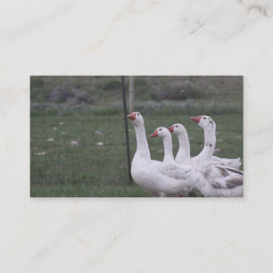 Duck-Visitenkarten Visitenkarte