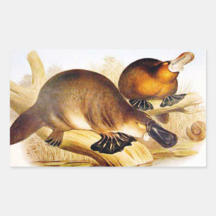 ‚Duckbilled Platypus‘ Rechteckiger Aufkleber