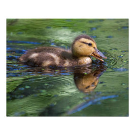 Ducken in einem Teich Fotodruck