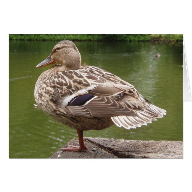 Duckkarte (Vorderseite (Horizontal))