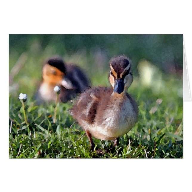 Duckling (Vorderseite (Horizontal))