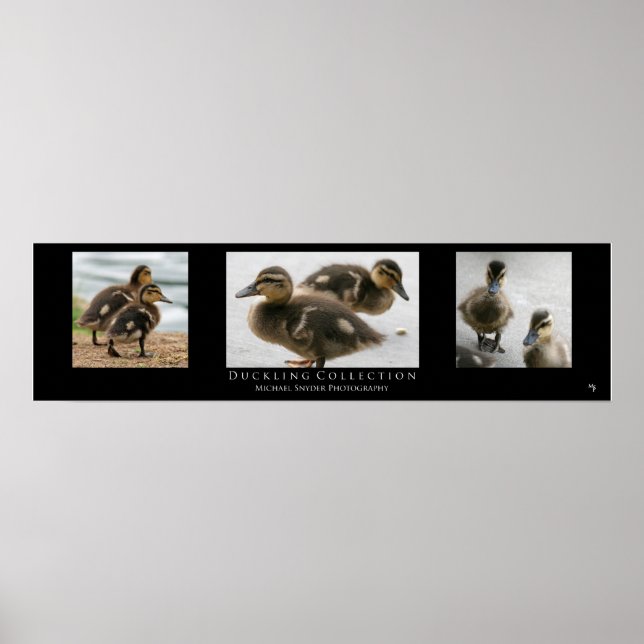 "Duckling Collection", schwarz Poster (Vorne)