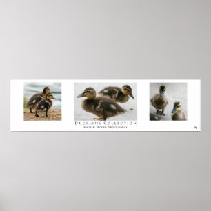 "Duckling Collection", weiß Poster