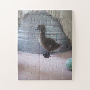 Duckling, Dark Brown Baby Duck