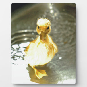 Duckling hat ein Bad. Fotoplatte