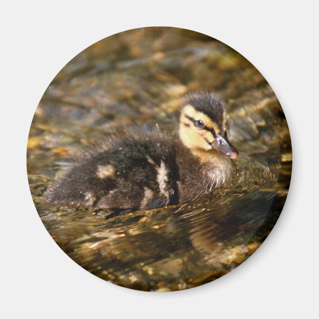 Duckling Magnet (Vorne)