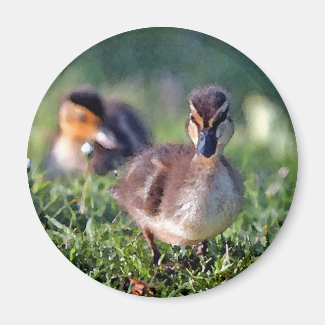 Duckling Magnet (Vorne)