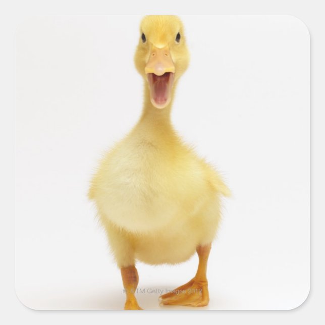 Duckling Quadratischer Aufkleber (Vorderseite)