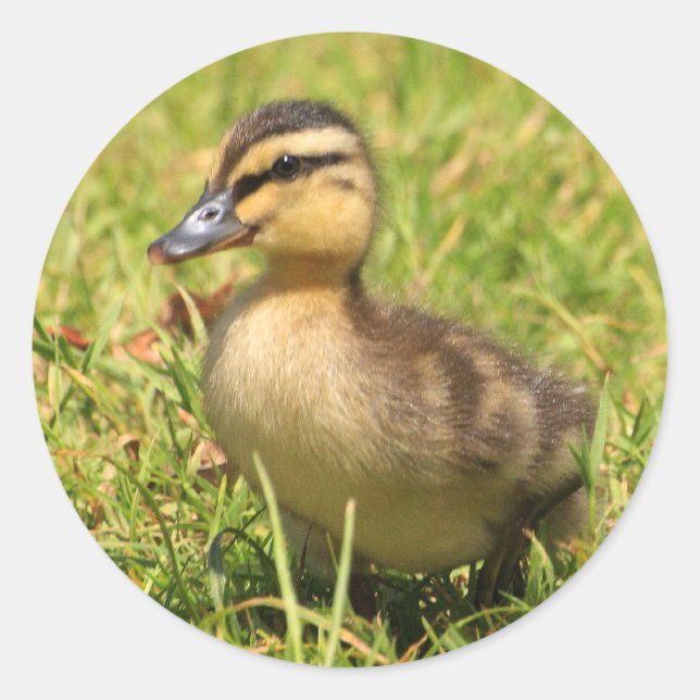 Duckling Runder Aufkleber (Vorderseite)