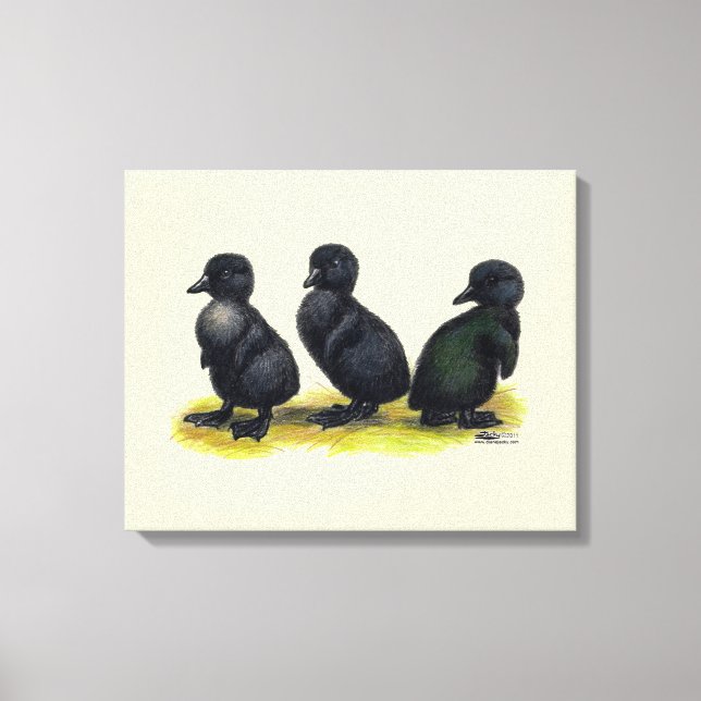 Ducklings Black Cayuga Leinwanddruck (Vorderseite)