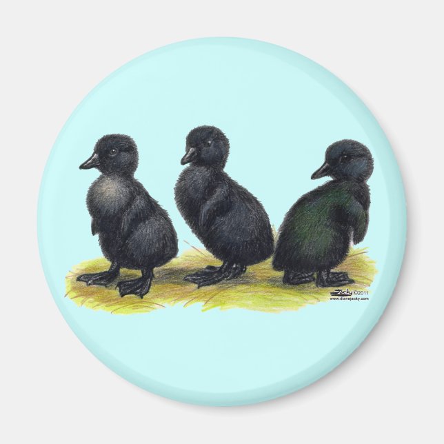 Ducklings Black Cayuga Magnet (Vorne)