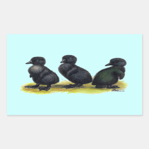 Ducklings Black Cayuga Rechteckiger Aufkleber