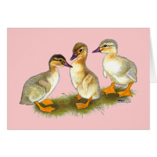Ducklings: Buff Orpingtons (Vorderseite (Horizontal))