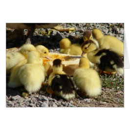 Ducklings essen eine Leckerei