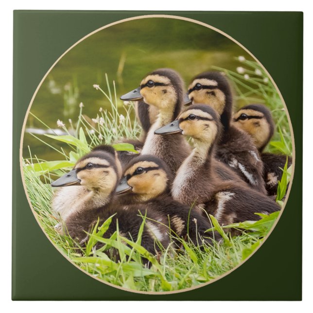 Ducklings Fliese (Vorderseite)