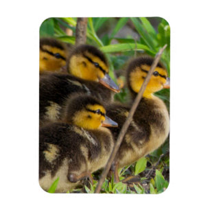 Ducklings Foto Magnet
