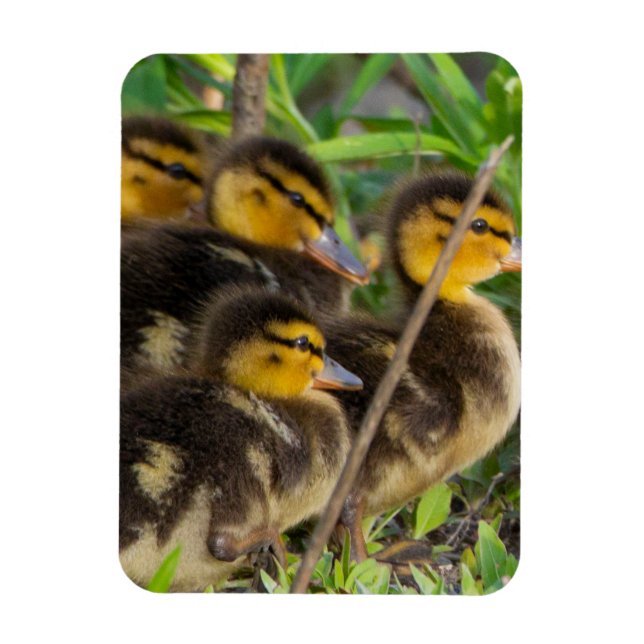 Ducklings Foto Magnet (Vertikal)