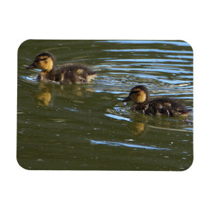 Ducklings Foto Magnet