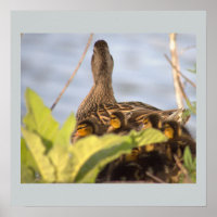 Ducklings Foto Poster