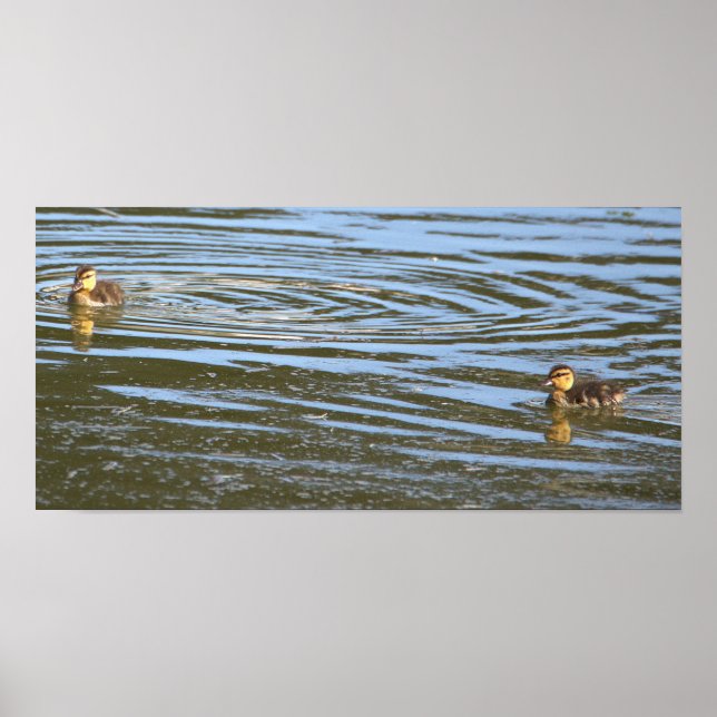 Ducklings Foto Poster (Vorne)