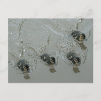 Ducklings Llangollen Canal Postcard Postkarte