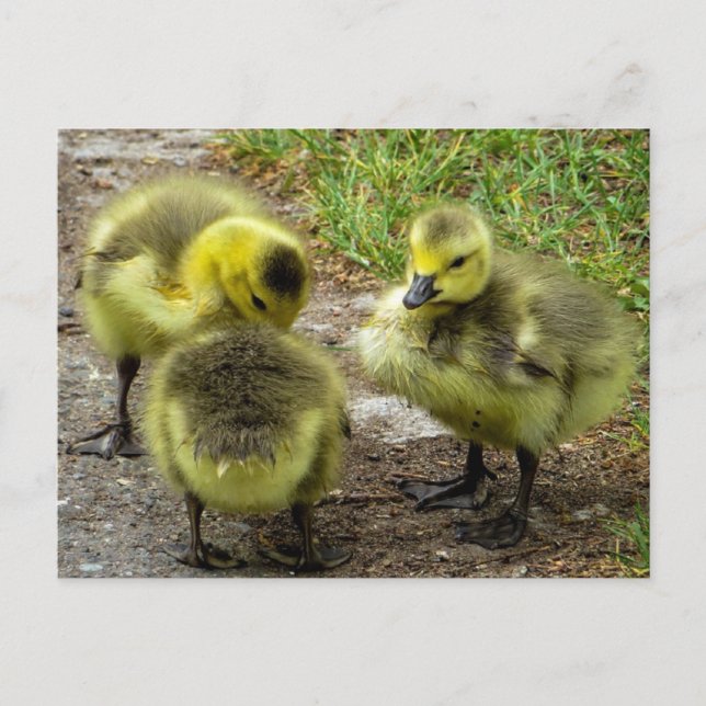 Ducklings Postkarte (Vorderseite)