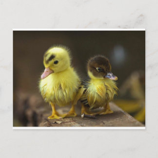 Ducklings Postkarte