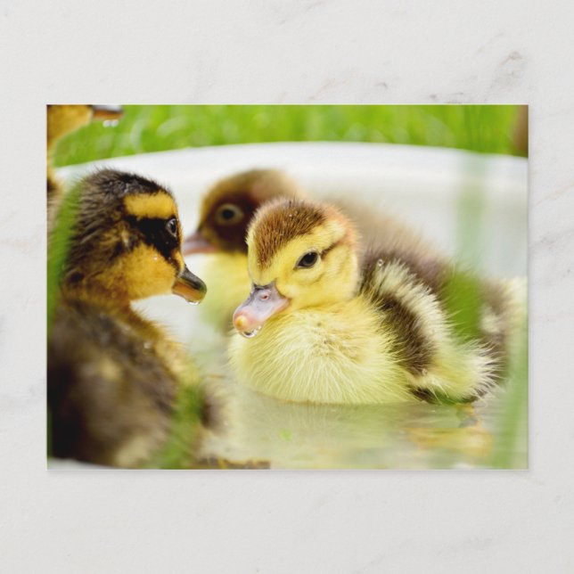 Ducklings Postkarte (Vorderseite)