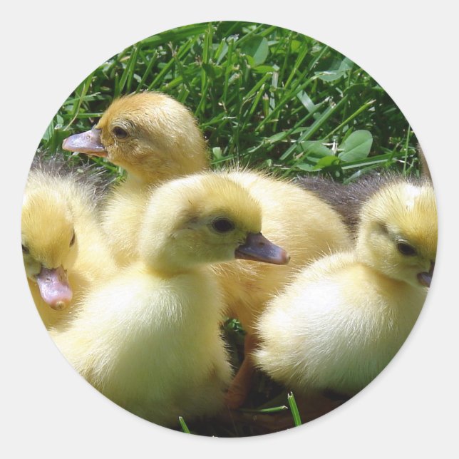 Ducklings Runder Aufkleber (Vorderseite)