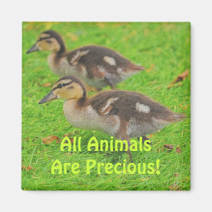 Ducklings Tierfreunde Magnete für Wildnis Magnet
