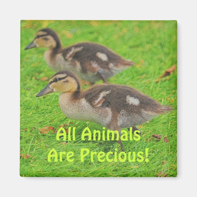 Ducklings Tierfreunde Magnete für Wildnis Magnet (Vorne)
