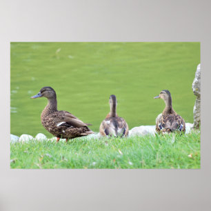 Ducks by Pond Poster
