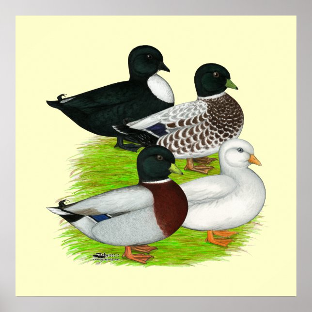 Ducks:  Call Quartet Poster (Vorne)