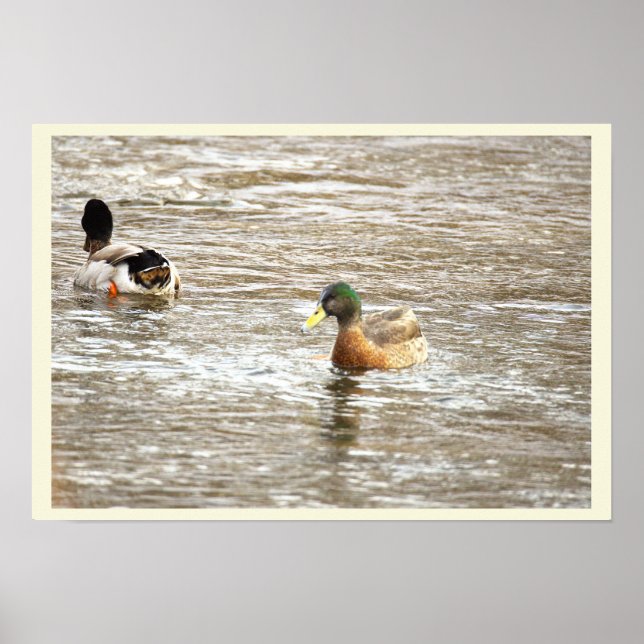 Ducks in Icy Creek Poster (Devant)